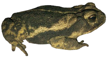 A Gulf Coast Toad, color values changed to appear olive green, with a half-tone filter on top.