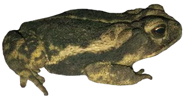 A Gulf Coast Toad, color values changed to appear olive green, with a half-tone filter on top.
